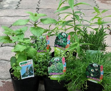 香りが良く、ハーブティーに適したハーブ苗のセットです。摘みたてのハーブにお湯を注いで、フレッシュハーブティーを楽しめます。