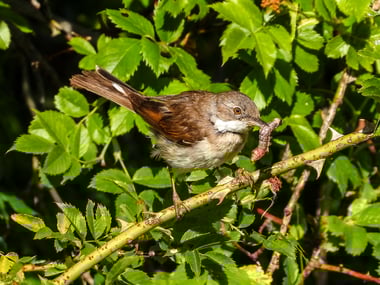 Foto: Dorngrasmücke,