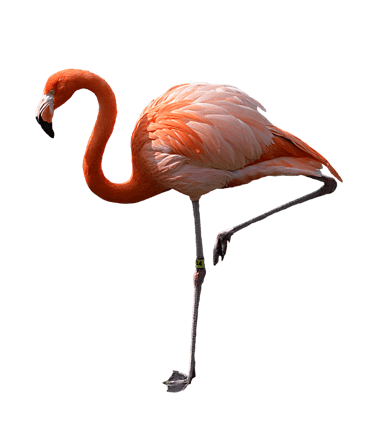 Image animaux detourée transparent sur fond blanc flamant rose png