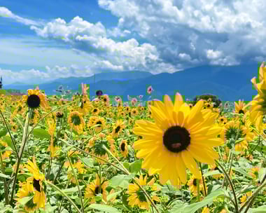 明野ひまわり畑