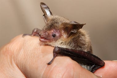 Bechsteinfledermaus im Profil