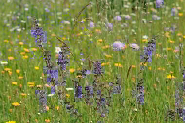 Wiesensalbei u. a., Foto: Dr. Eberhard Pfeuffer (LBV Bildarchiv)