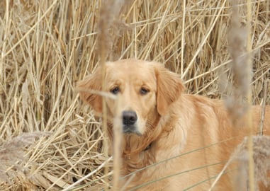 Isa (© Linda Breetveld)