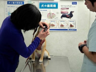 まずは、唇をめくることから