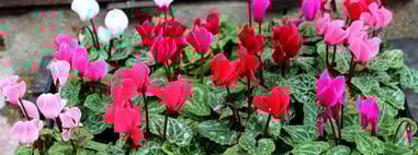 宮子花園のガーデンシクラメンは、クリスマスの寄せ植えや迎春の寄せ植えに大活躍しています。