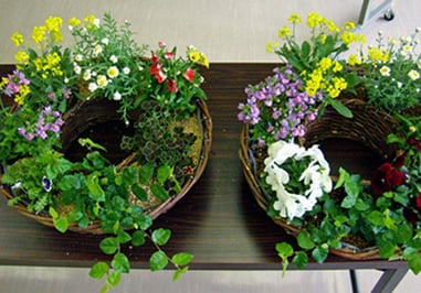 春の花苗の中からお好きな苗を選んで、リングバスケットの寄せ植えが完成しました。