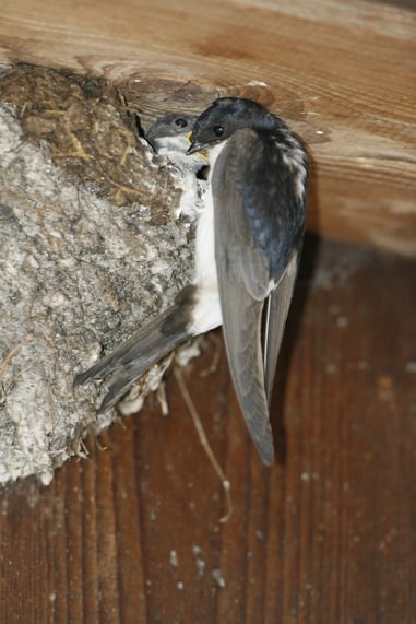 Mehlschwalbe  ©  Hans-Joachim Fünfstück