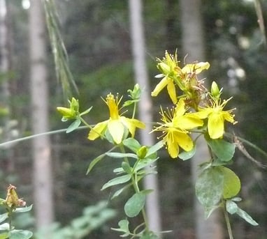 Hypericum peroratum. Blüten und Blättchen