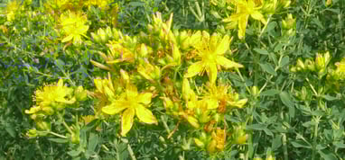 Hypericum perforatum Blüten