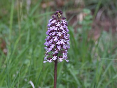 Knabenkraut Foto Marion Zöller