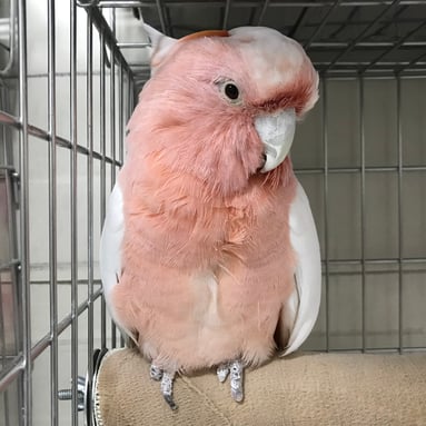 ティアラ＠クルマサカオウム（認定NPO法人TSUBASA）