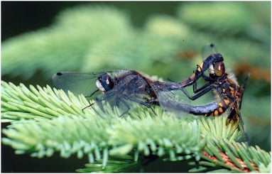 Große Moosjungfer im Eglinger Filz,  Foto: Günther Burk