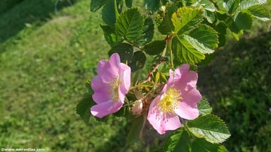 Rosa gallica - Essig-Rose