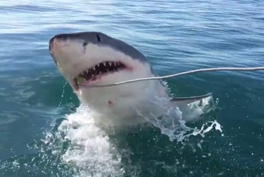 Great White Shark Private Tour