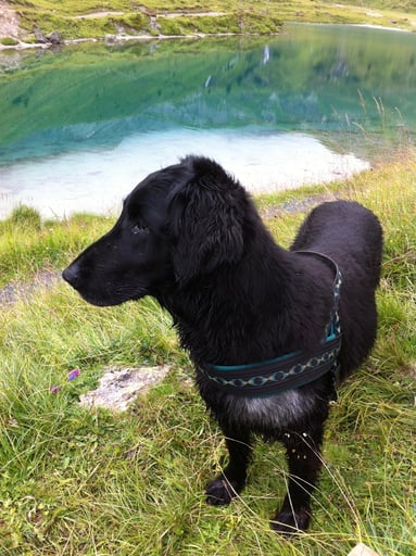 Laska Zaubermaus im Sommerkleid