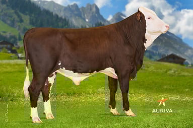 MILLET FR 7402698546 - photo AURIVA