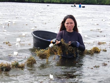 海藻栽培の様子