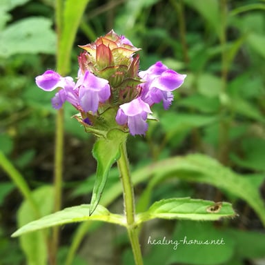 セルフヒール＠高山