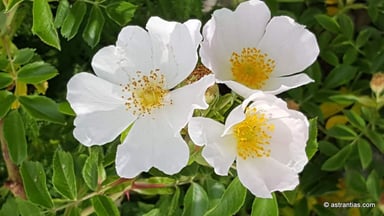 Rosa abietina - Tannen-Rose