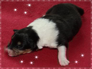 Rüde 3 Geburtsgewicht 387 g