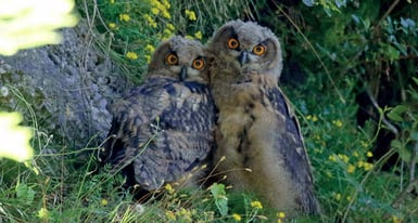 Uhus, Foto: Claudia Neumann