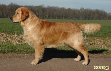 Maschio golden retriever. Allevamento Francia