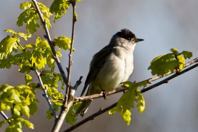 Das Mönschgrasmückenmännchen konnte bei der Exkursion beobachtet werden. Foto: Marion Zöller