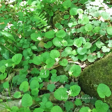 コバノフユイチゴ