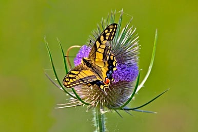 Schwalbenschwanz (c) Robert Büchner