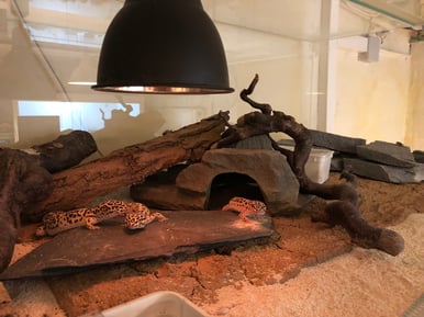 Ein vielseitig gestaltetes Terrarium für Leopardgeckos