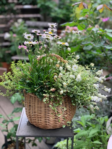 寄せ植えワークショップ