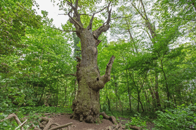 Nationalerbe Baum. Die Dicke Marie in Tegel.