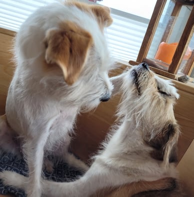 Hundkatzemaus VOX Kromfohrländer Sendung