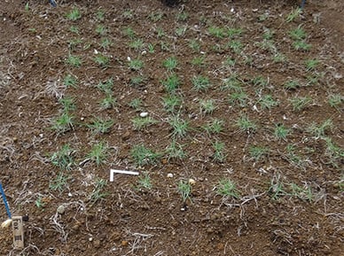 Fox　農研機構試験地