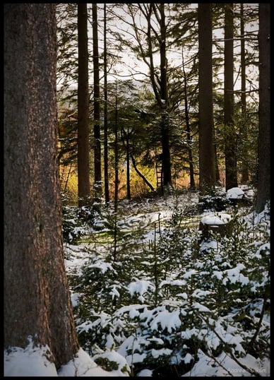 Frühlingslicht im Wald | fotografiert 03-2021