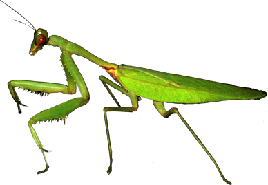 mante religieuse image animaux transparent sur fond blanc pour site web illustration ecole montessori