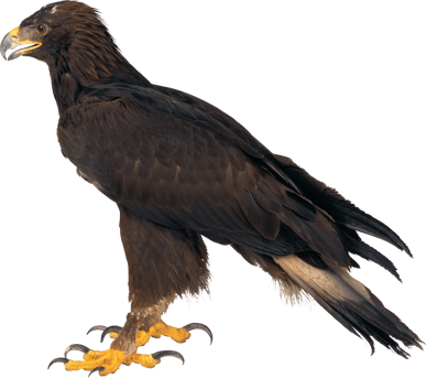 aigle royal image animaux transparent sur fond blanc pour site web illustration ecole montessori