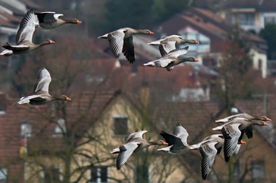 Fliegende Graugänse