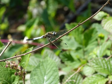 ©Collectif Grand Albert