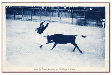orthe, landes, aquitaine, peyrehorade, course landaise, ganaderia, sauteur, cordier, talanquère, vache