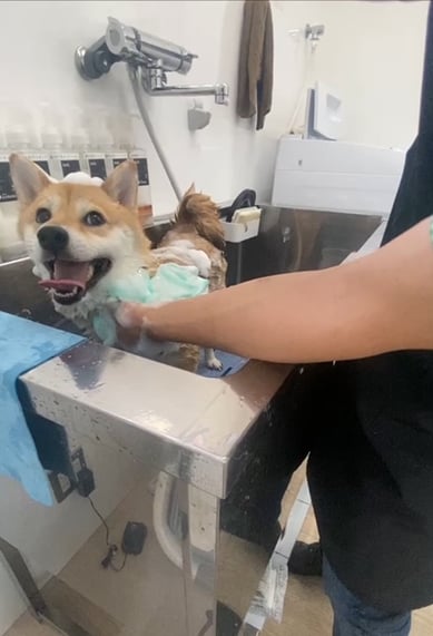 シャンプー中、笑顔の犬