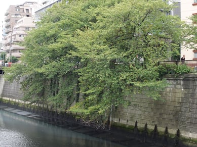 川面すれすれまで枝を伸ばす目黒川のソメイヨシノ