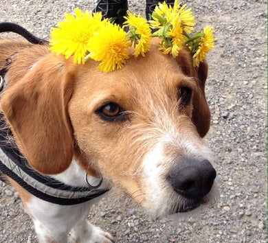 schon klar, warum Amiro unser "Herr Schnüggel" ist... ;-)                           Mai 2016