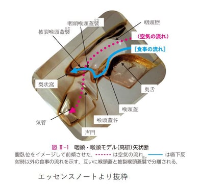 咽頭では空気と食事が交差して流れる