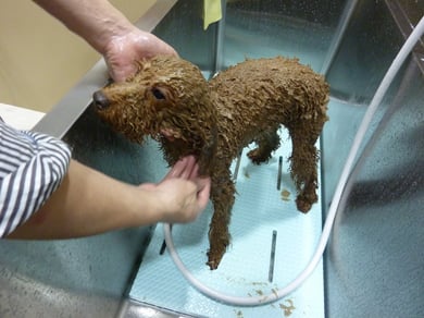 ボルトちゃん(左)くぅちゃん(右)泥パック中☆