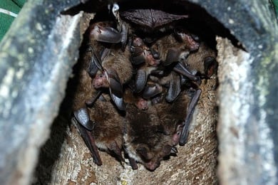 Eine kleine Sensation: Eine Gruppe von Bechsteinfledermäusen in einem Fledermauskasten im Waldgebiet "Hölle".