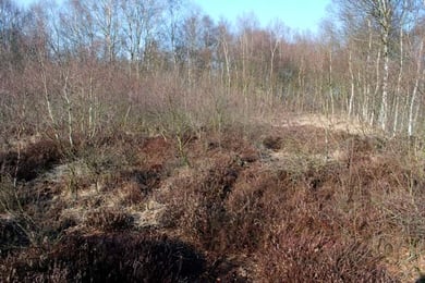 Im Vordergrund ein Teil der Moorheidefläche mit aufwachsenden jungen Birken (im Mittelgrund links), die der Heide das Licht zu nehmen drohen.