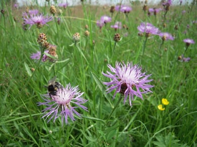 Artenreiche Wiesen bieten Nahrung für viele Insekten.