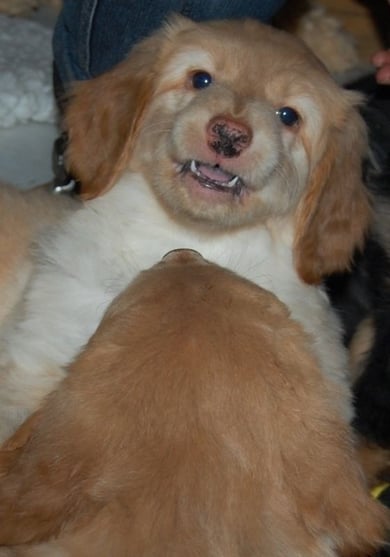 Clown, Vampir oder Piranha?