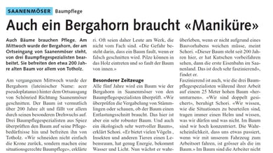 Henzelmann Baumpflege Baumschnitt Fällung Spezialfällung Stockfräse Strunkfräse Pflanzung Arbeiten Spiez Bern Oberland Wallis Kanton Baum Bäume